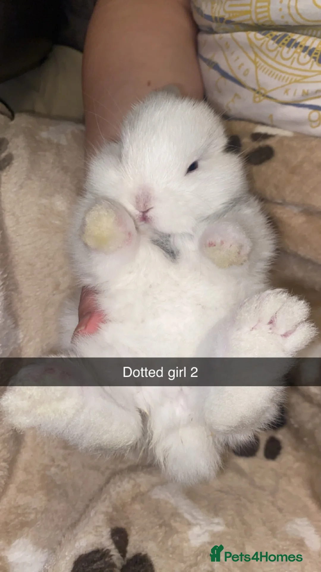 Mini Lop rabbits for sale: Mini Lop Babies Ready To Reserve  - Advert 12