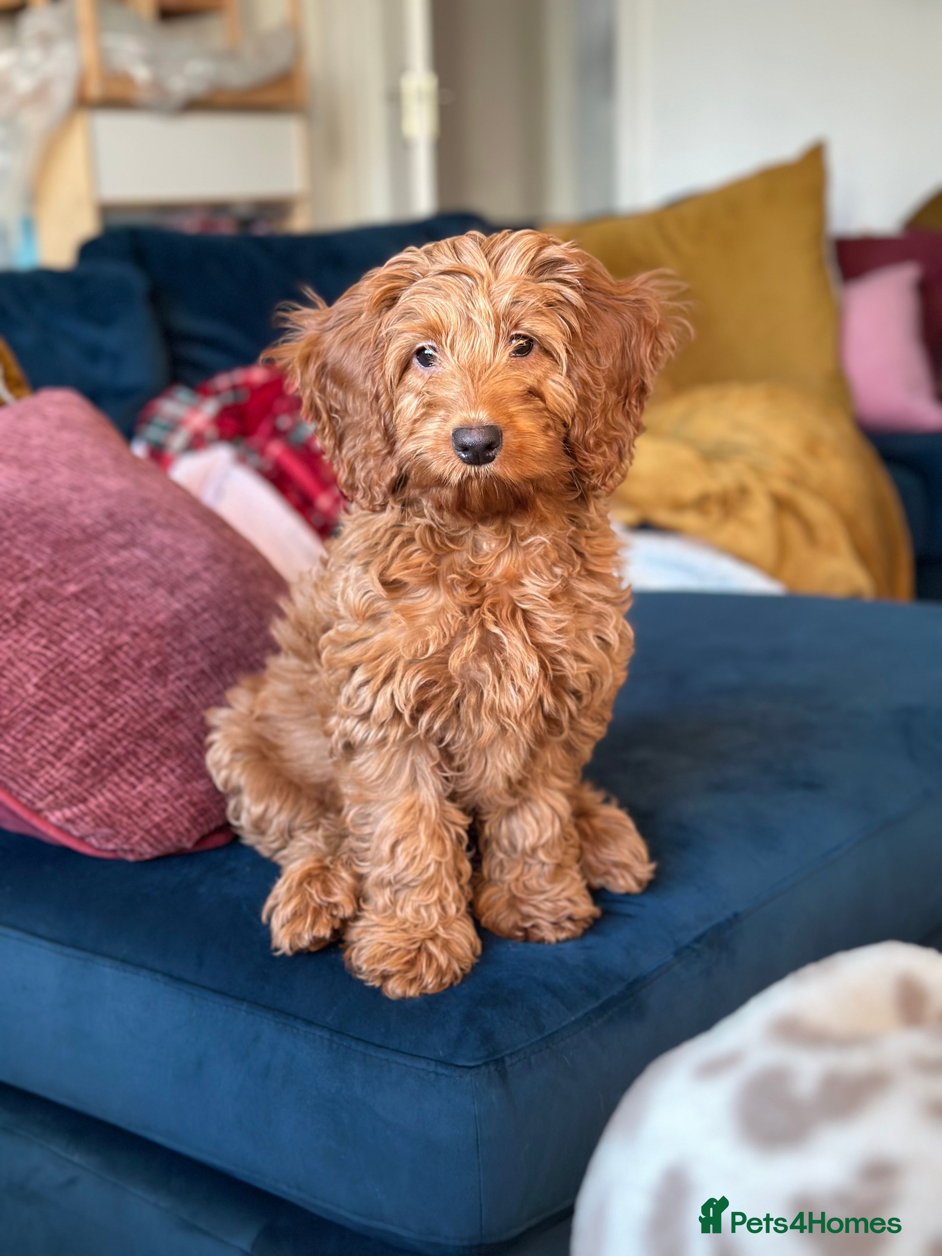Cockapoo dogs Benji boy  ♥️ 18 week old male cockapoo - Advert 1