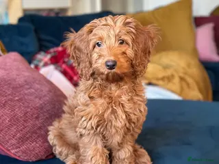 Cockapoo dogs Benji boy ♥️ 18 week old male cockapoo - Advert 3