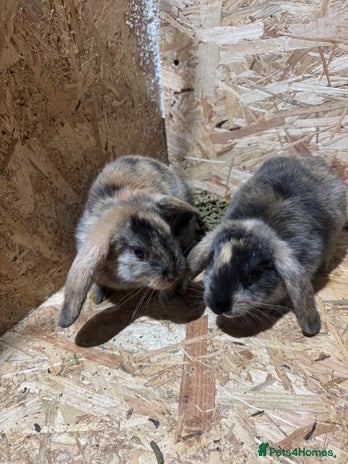 Mini Lop rabbits - Advert 1