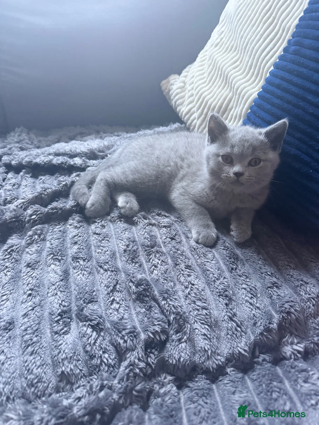 British Shorthair cats for sale: British blue pedigree kittens - Advert 2