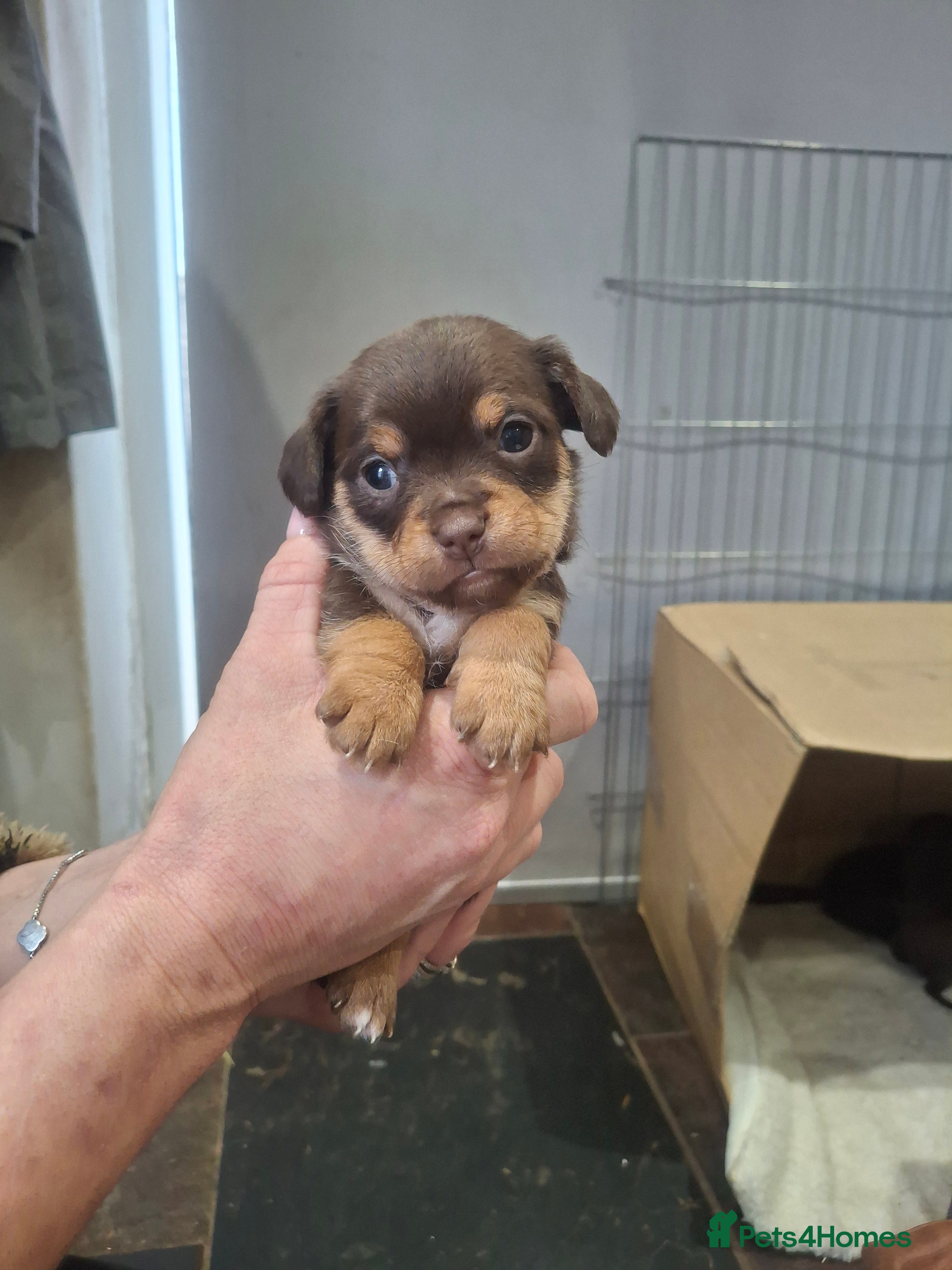 Chorkie dogs Beautiful litter of chorki's only 3 boys left  - Advert 1