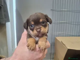 Chorkie dogs Beautiful litter of chorki's only 3 boys left - Advert 2