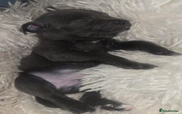 Staffordshire Bull Terrier dogs for sale: Staffordshire bull terrier  - Advert 29