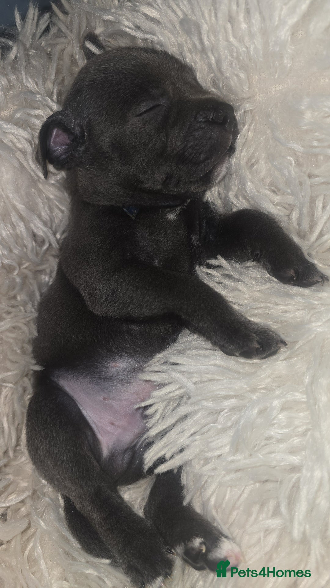 Staffordshire Bull Terrier dogs for sale: Staffordshire bull terrier  - Advert 29