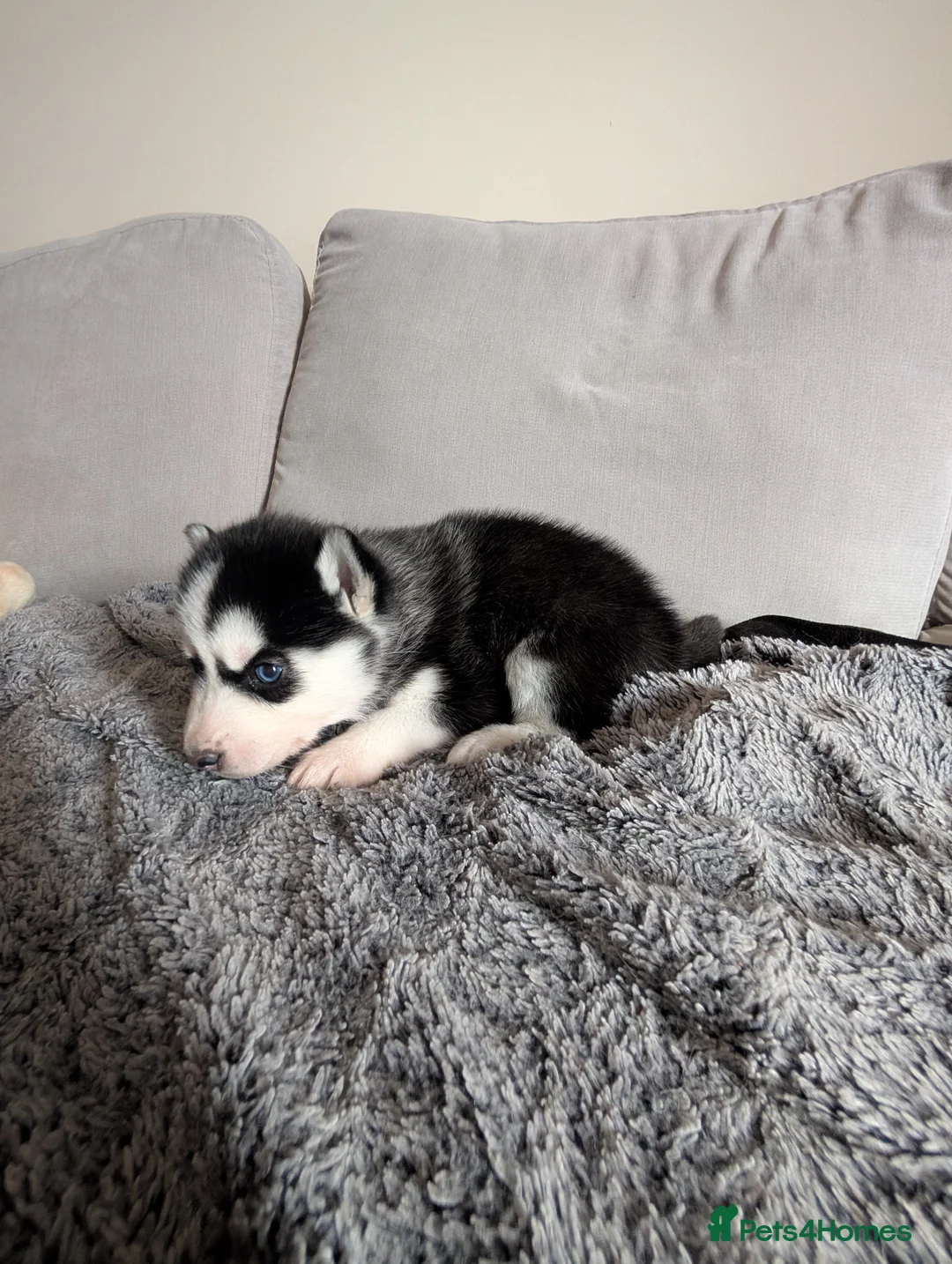Siberian Husky dogs for sale: Beautiful Siberian Huskies for sell - Advert 2