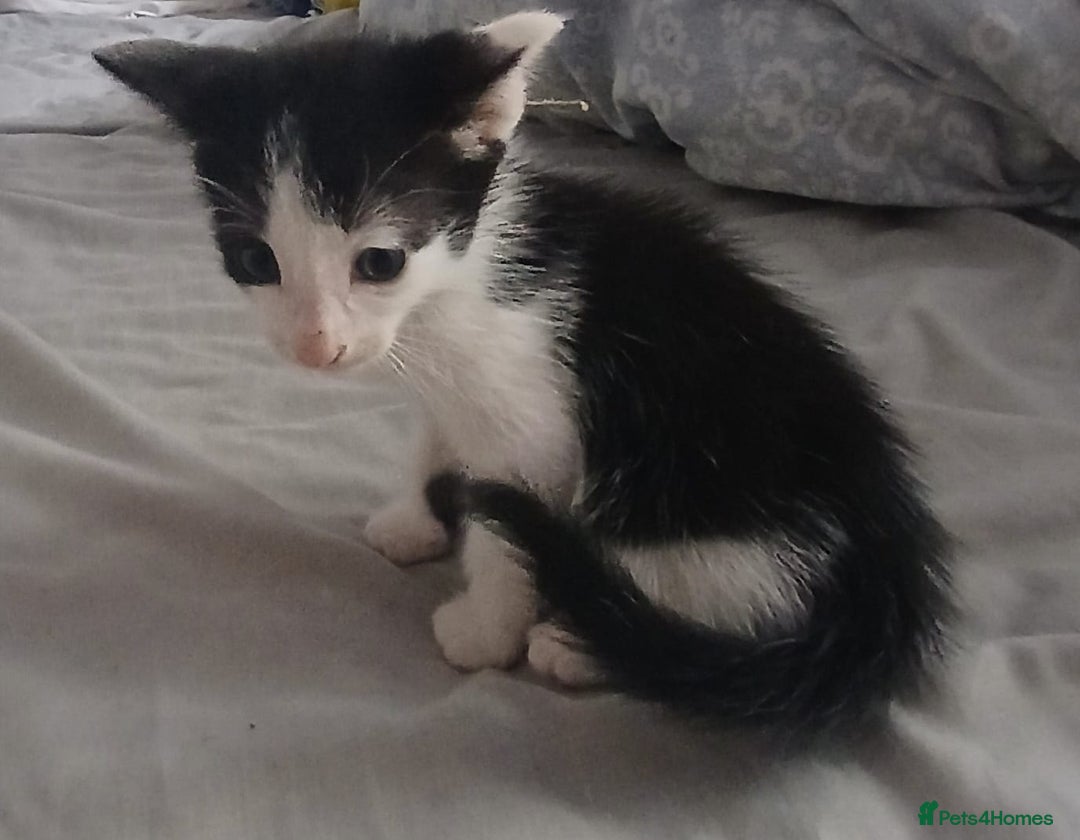 Mixed Breed cats for sale: Blue point siamese x domestic cat - Image 15