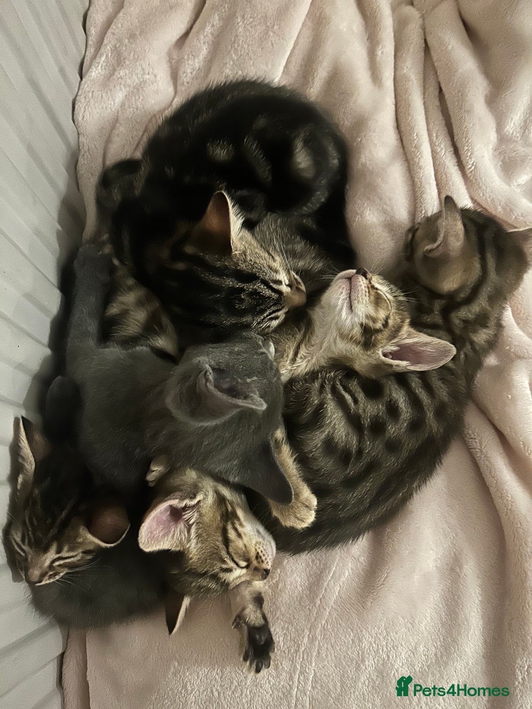 Mixed Breed cats for sale: Oriental cross kittens  - Advert 2