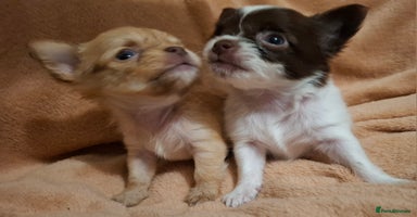 Chihuahua dogs - Advert 10