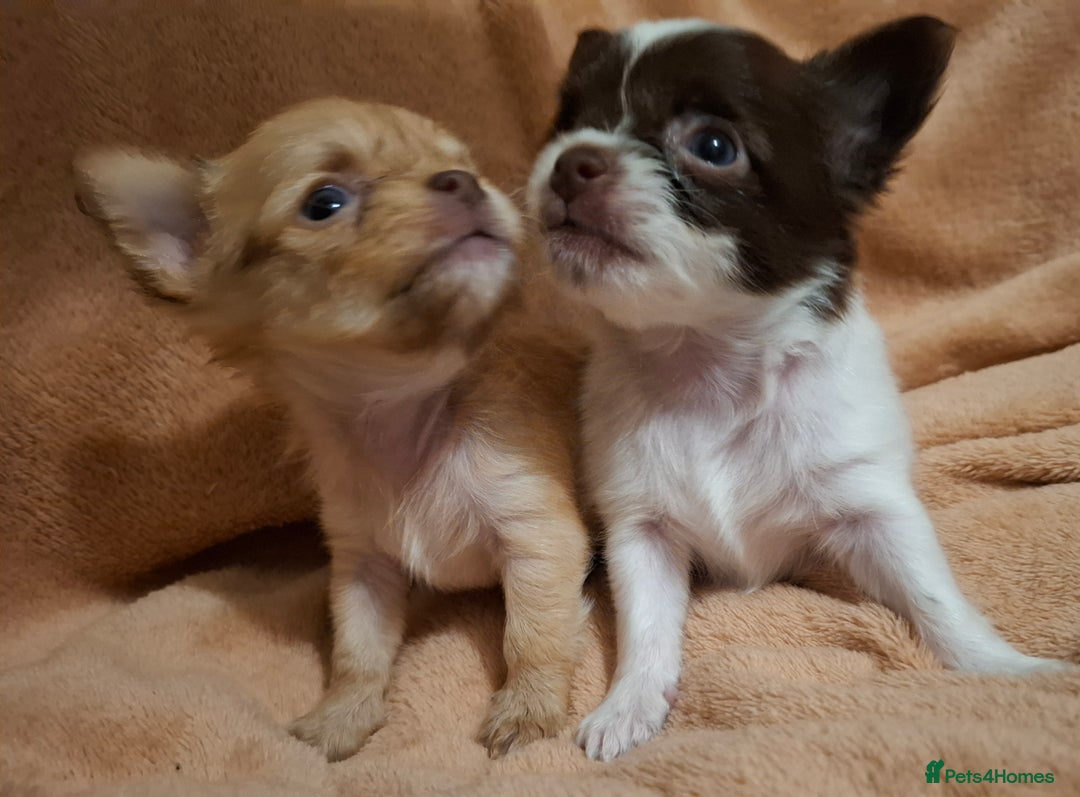 Chihuahua dogs for sale: Beautiful High Quality Long Coat Chihuahua Puppies - Image 3