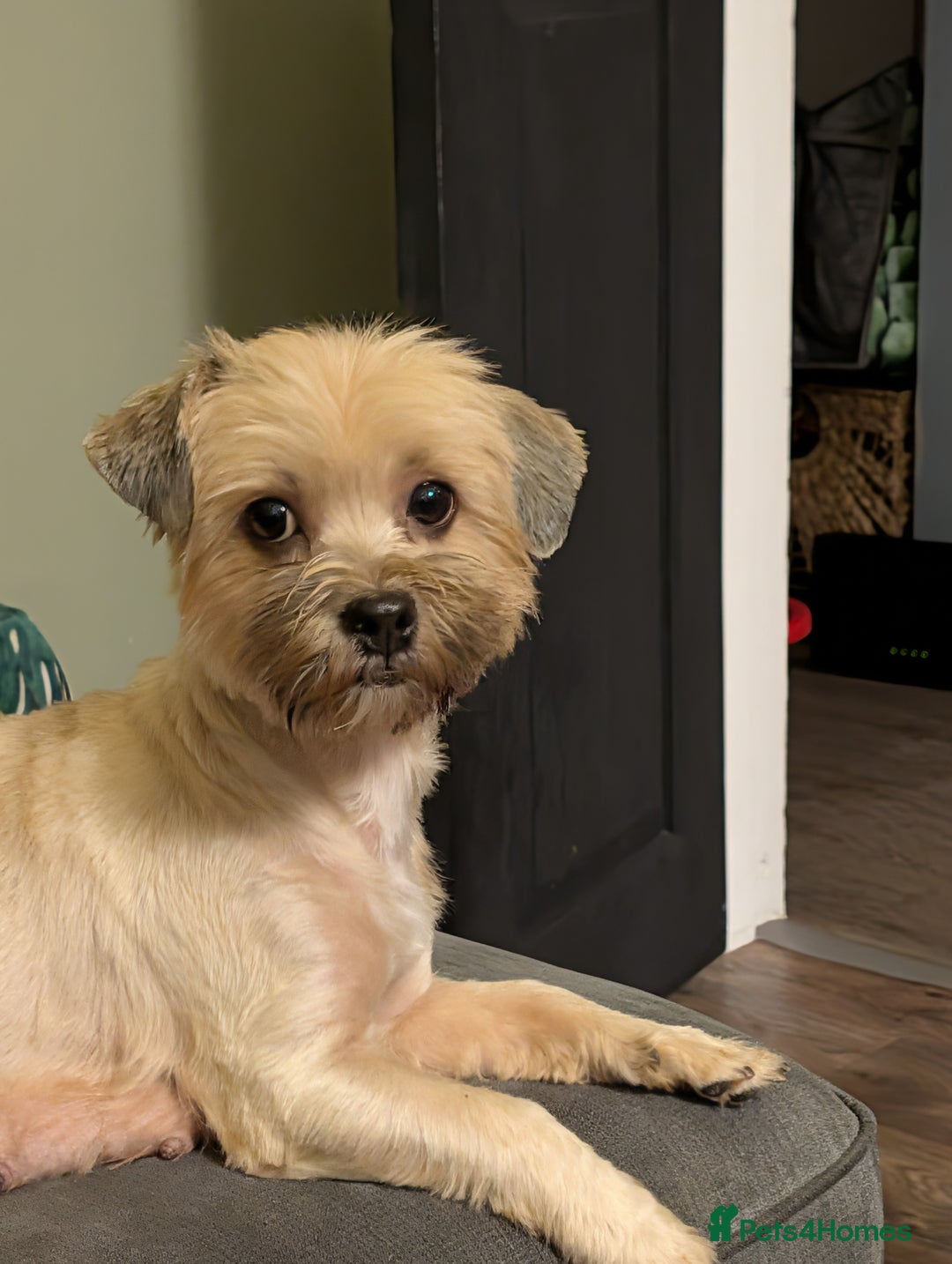 Mixed Breed dogs for sale: Beautiful cross Shih Tzu puppies  - Advert 3