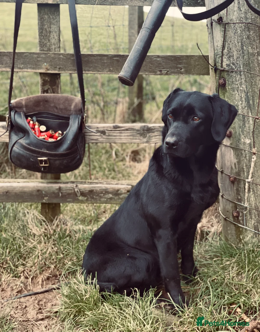 Labrador Retriever dogs for sale: Working Labrador Puppies - Advert 1