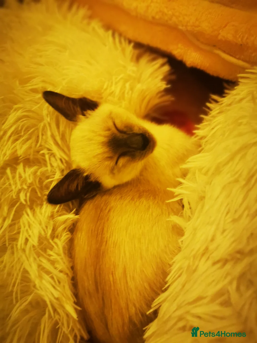 Siamese cats for sale: Blue point siamese female kitten - Advert 3