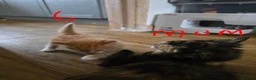 British Longhair cats for sale: Long haired kittens  in Waterlooville - Advert 27