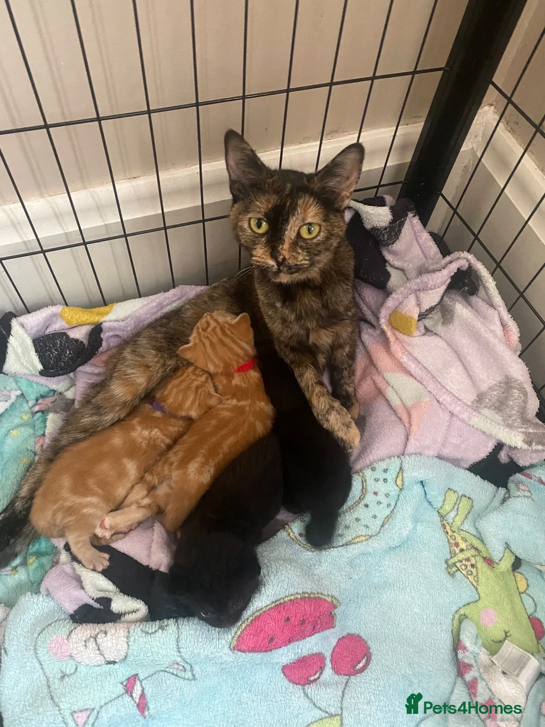 British Shorthair cats for sale: Beautiful kittens for sale - Advert 1