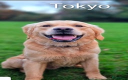 Golden Retriever dogs for sale: Golden Retiever Puppies   - Image 18