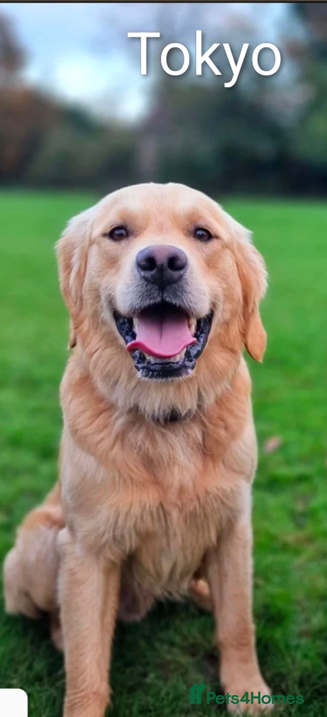 Golden Retriever dogs for sale: Golden Retiever Puppies   - Image 18