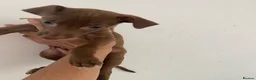 Italian Greyhound dogs for sale: Beautiful Italian greyhound puppies  - Advert 21