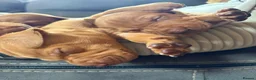 Hungarian Vizsla dogs for sale: Ready this weekend Beautiful litter.  - Advert 35