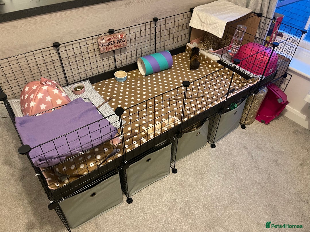 Guinea Pig rodents for sale: Two bonded female guinea pigs - Image 2