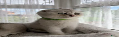 Scottish Fold Kitten 1