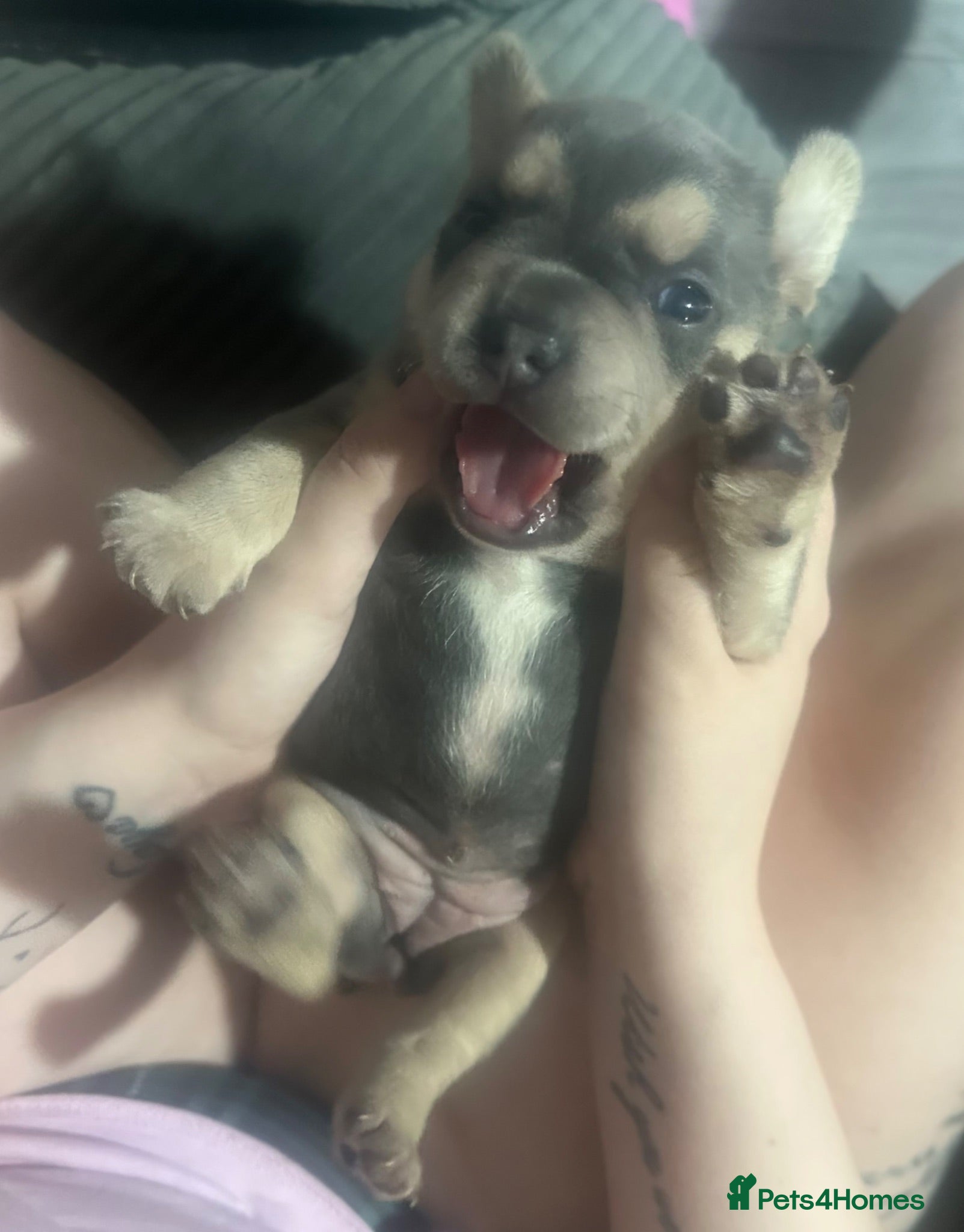 Mixed Breed dogs Frenchie cross - Advert 15