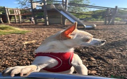 Mixed Breed dogs for sale: Chihuahua mix boy for sale - Image 7