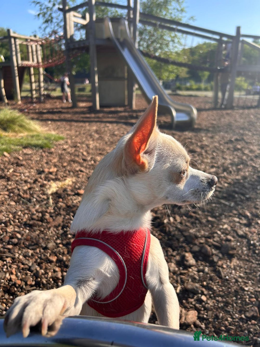 Mixed Breed dogs for sale: Chihuahua mix boy for sale - Image 7