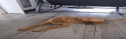 Labrador Retriever dogs for sale: Female fox red lab - Advert 6