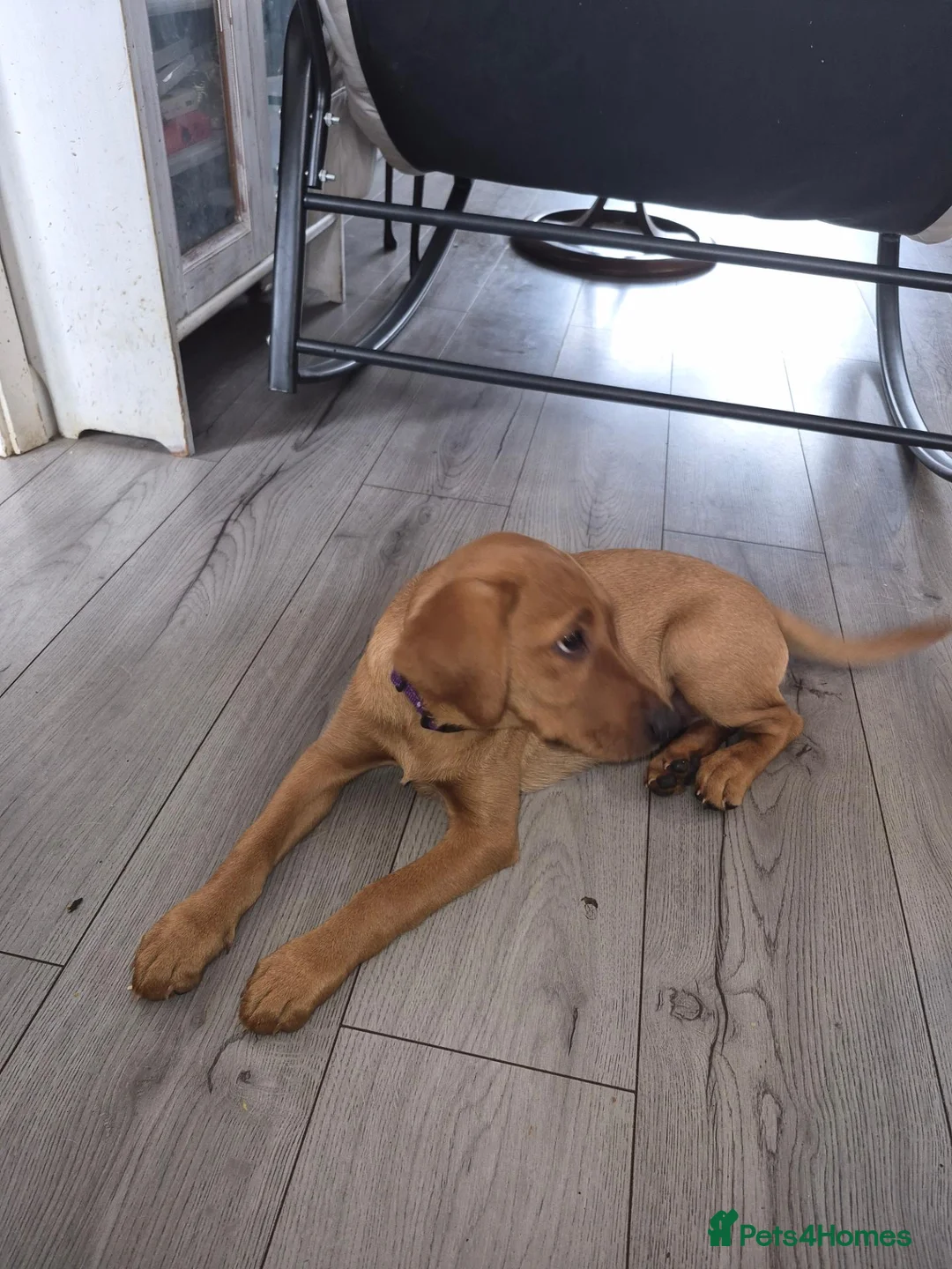 Labrador Retriever dogs for sale: Female fox red lab - Advert 6