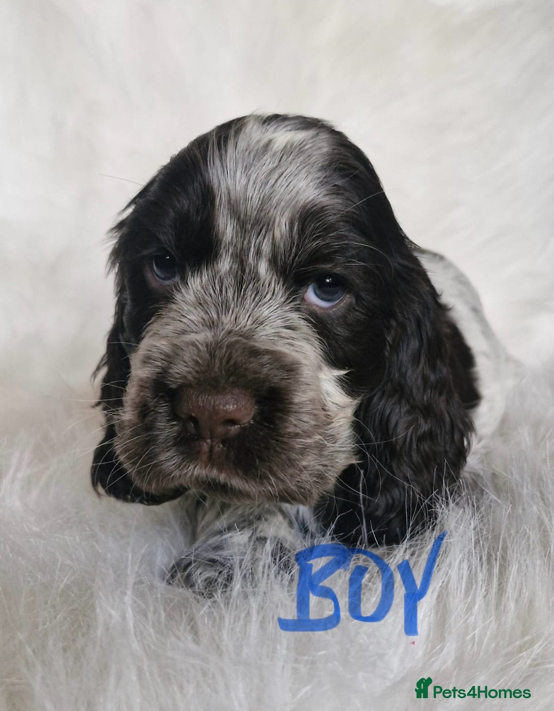 Cocker Spaniel dogs for sale: Lovely show Cocker spaniel puppies 🐶  - Advert 3