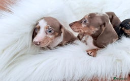 Miniature Dachshund dogs for sale: Stunning Litter of Miniature Dachshund Pups  - Image 15