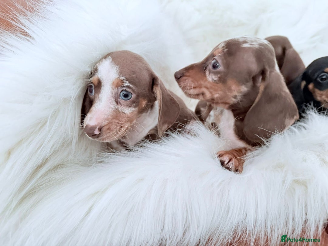 Miniature Dachshund dogs for sale: Stunning Litter of Miniature Dachshund Pups  - Image 15