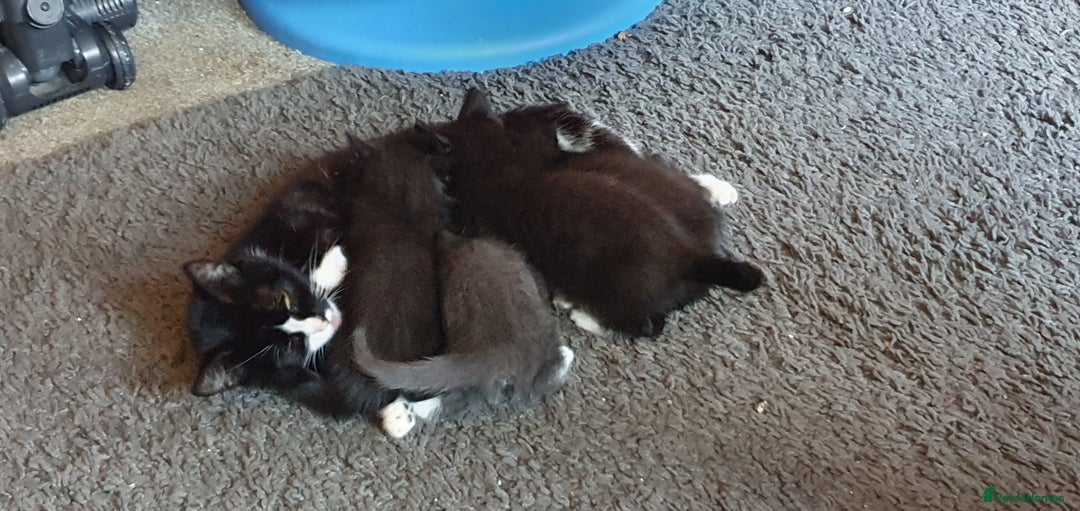 Mixed Breed cats for sale: 3 beautiful boy kittens ready for forever homes - Advert 5