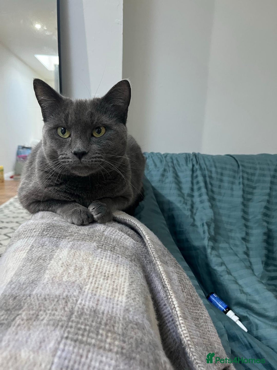 Mixed Breed cats for sale: Kittens for sale/ NO TIME WAISTERS! - Advert 8