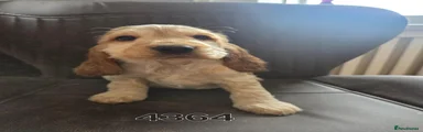 Cocker Spaniel 2