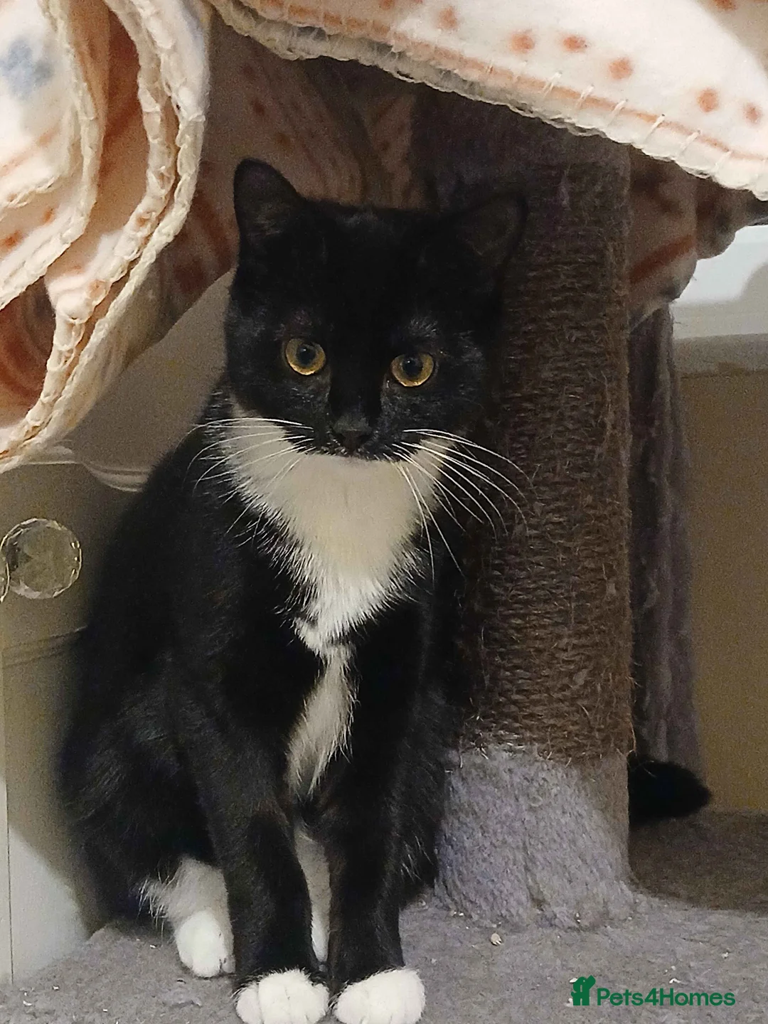 Domestic Shorthair cats for adoption: ADOPTION: Lizard & Bat in Liverpool - Advert 3