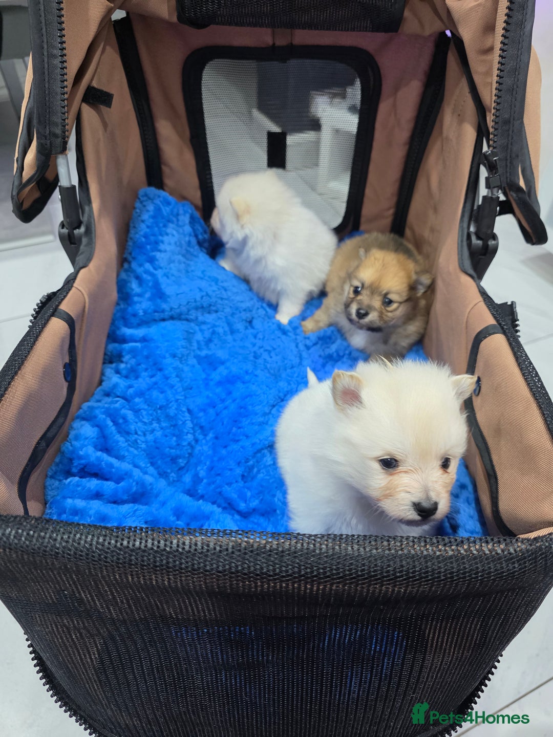 Pomeranian dogs for sale: Fluff balls so cute active pom pups - Advert 12