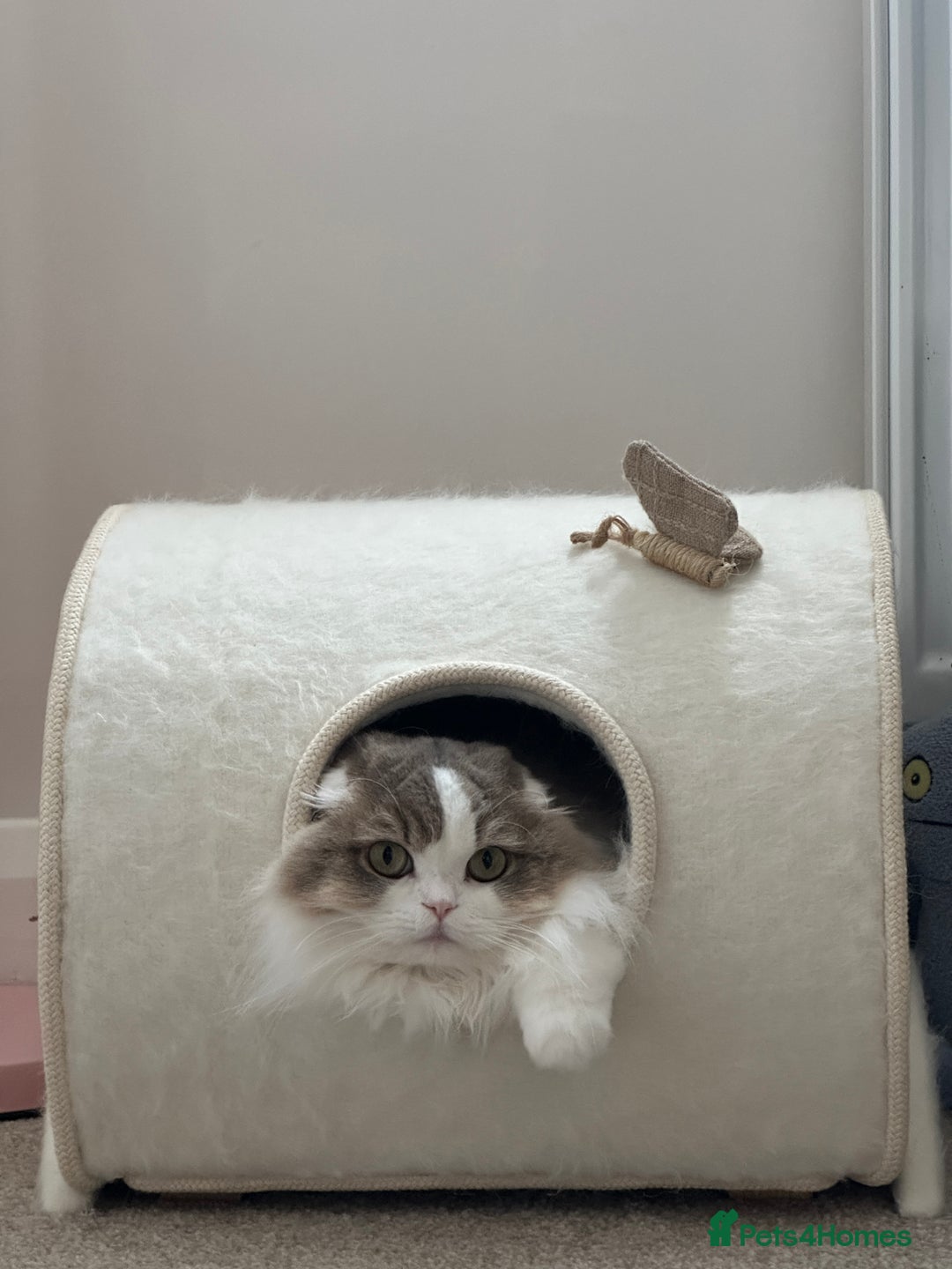 Scottish Fold cats for sale: Beautiful Scottish Fold Girl - Advert 2