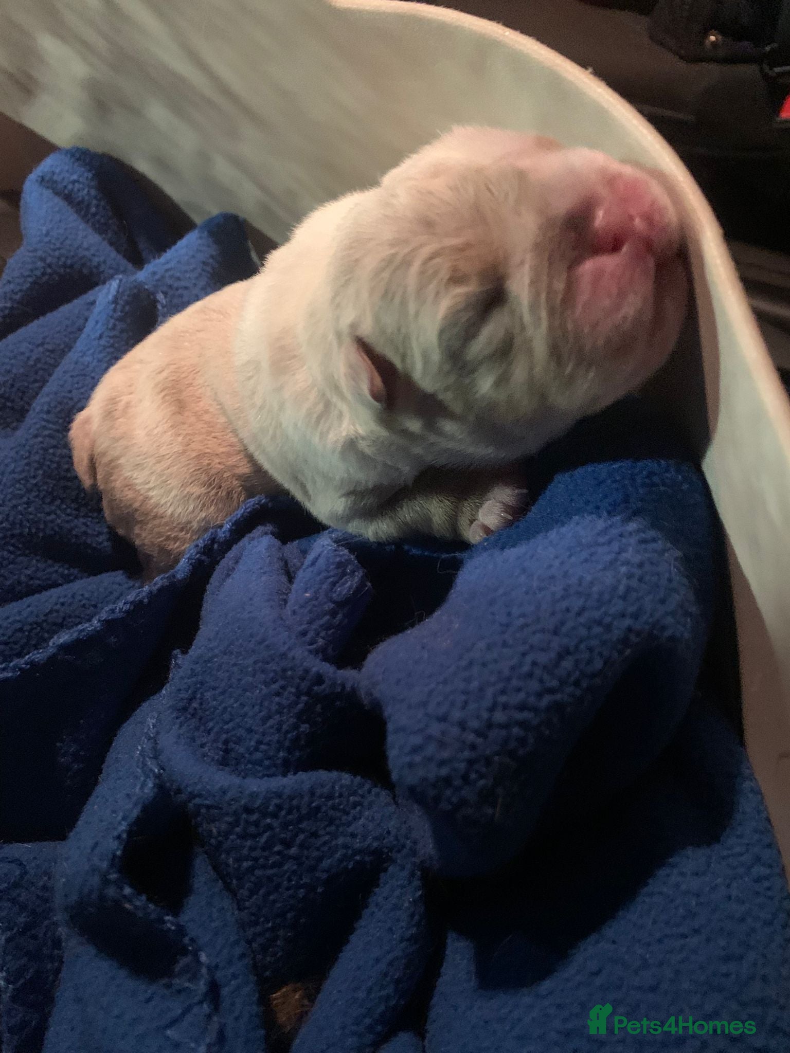 Mixed Breed dogs NEW PURE ENGLISH BULLDOG PUPPIES 🥰 - Advert 4