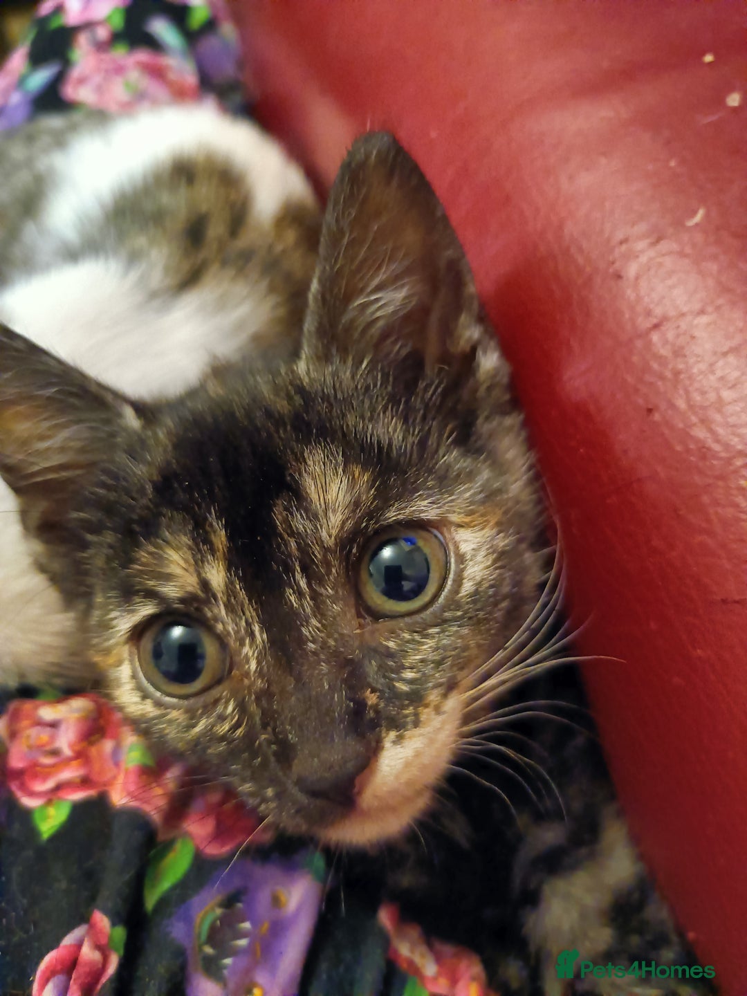 Bengal cats for sale: Bengal X Kittens High % Wild Asian Leopard Cat.  - Image 25