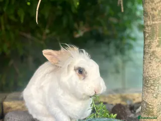 Lionhead rabbits Hilda lionhead rabbit - Advert 19