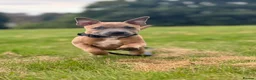 Staffordshire Bull Terrier dogs for sale: KC Blue Fawn Staffordshire Bull Terrier puppies in Glasgow - Advert 13