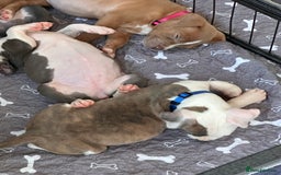 Mixed Breed dogs for sale: Staffy x mastiff mix  - Image 27