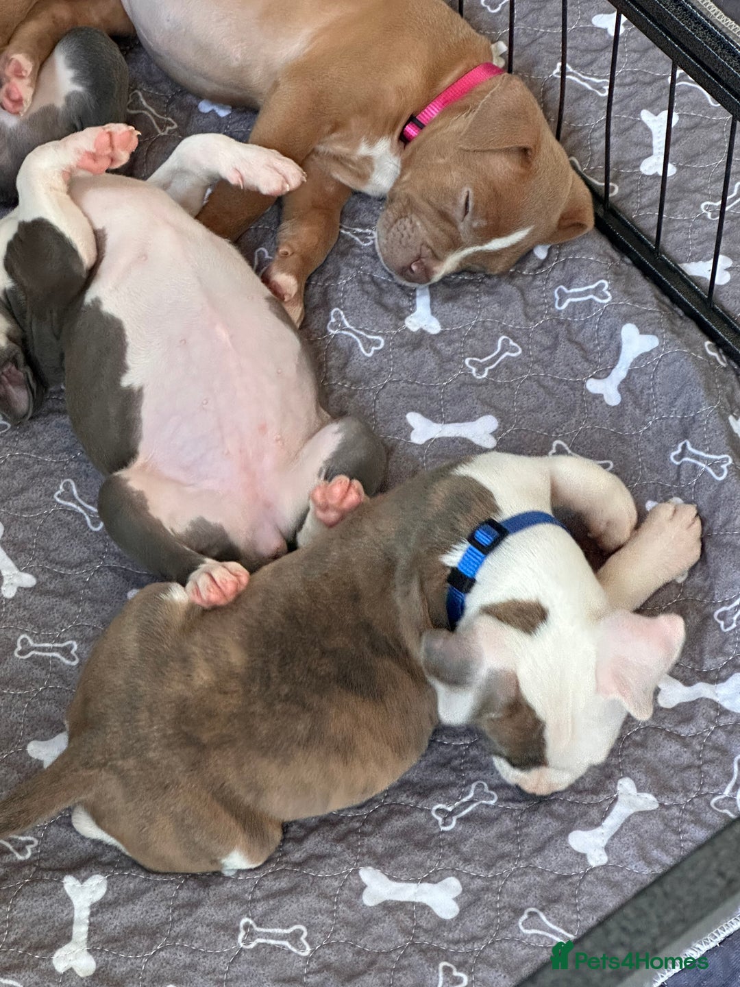 Mixed Breed dogs for sale: Staffy x mastiff mix  - Image 27