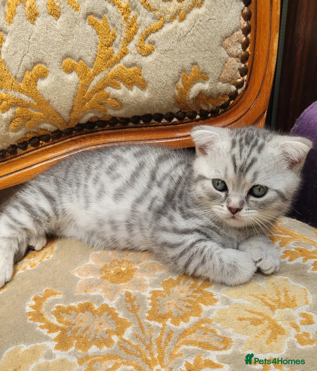 British Shorthair cats for sale:  Blue Snow Leopards looking for forever family in Croydon - Advert 2