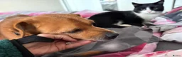 Mixed Breed dogs for adoption: Fry - Norwich Norfolk  - Advert 19