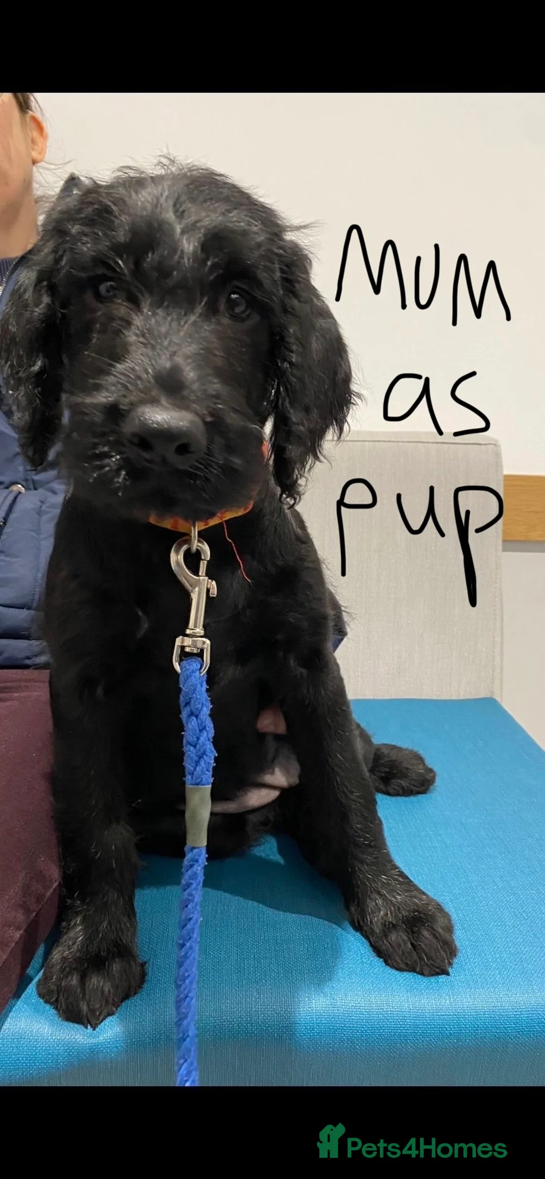 Mixed Breed dogs for sale: Labrador pups ready now  - Advert 16