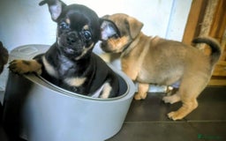 Mixed Breed dogs for sale: ShiChi x chihuahua frenchie pups - Image 9