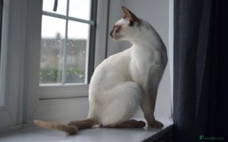 Siamese cats for sale: 🧬F1 BENAMESE KITTENS🧬  - Image 9